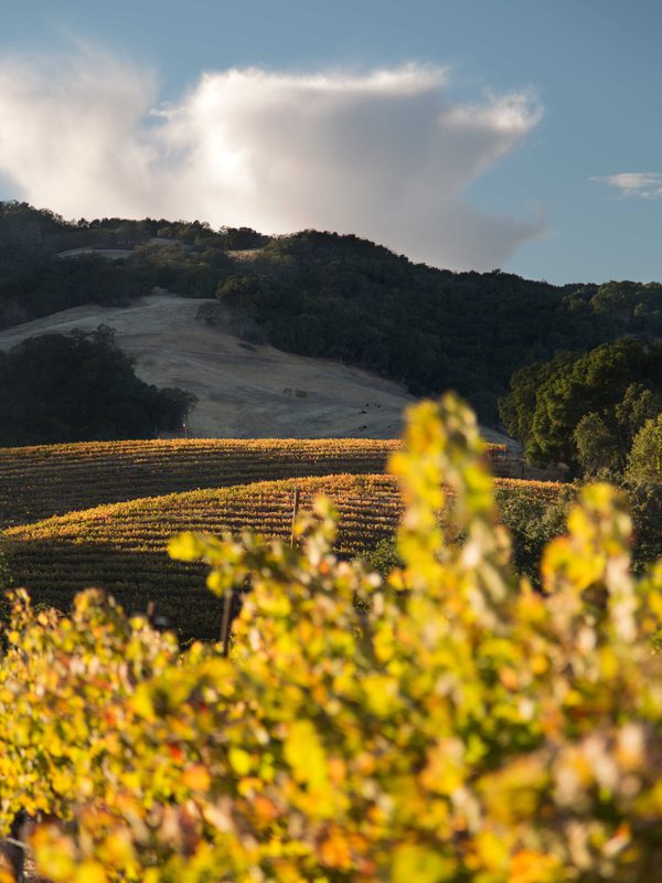 Golden vineyard rows on rolling hills beneath forested slopes and soft clouds at sunset.