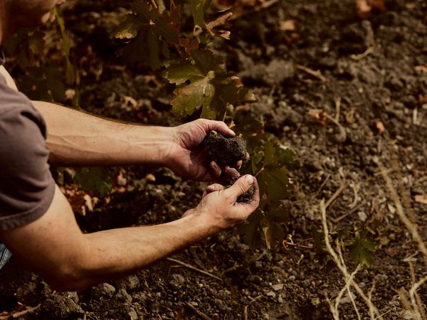 Close-up of hands holding rich soil next to grapevine leaves.