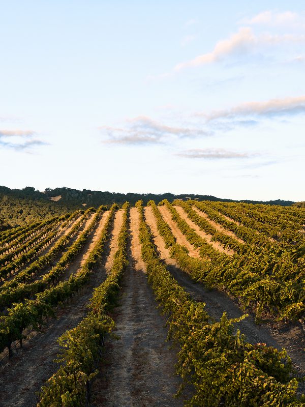 Aerial view of neatly lined vineyard rows fanning across rolling hills under a soft blue sky.